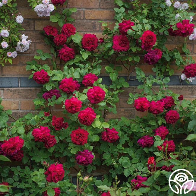 Tess Of The D'Urbervilles® 2 Tess Of The D'Urbervilles® - Image 2