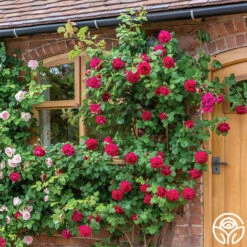 Tess Of The D'Urbervilles® 7 Tess Of The D'Urbervilles® -RoseLuxe Shop tess of the durbervilles 3