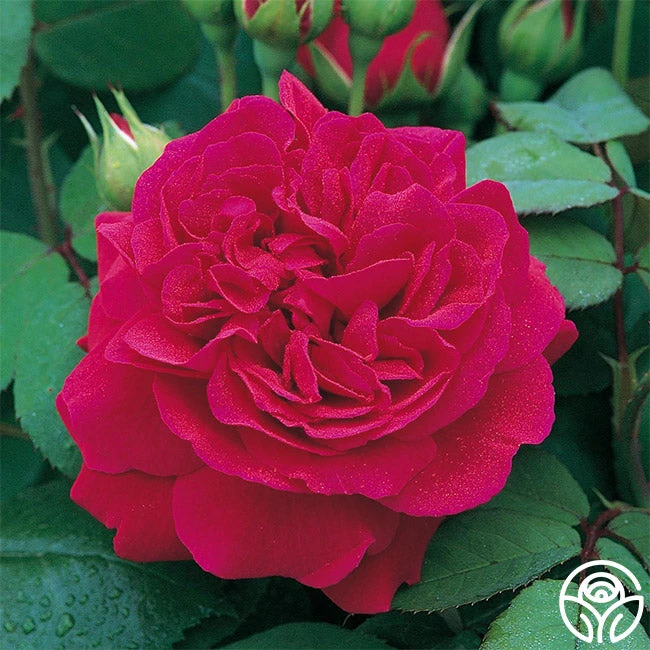 Tess Of The D'Urbervilles® 1 Tess Of The D'Urbervilles®