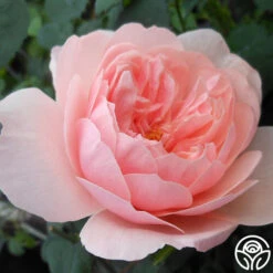 The Alnwick Rose® -RoseLuxe Shop the alnwick rose logo 01