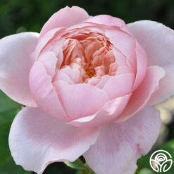 The Alnwick Rose® -RoseLuxe Shop the alnwick rose logo 02