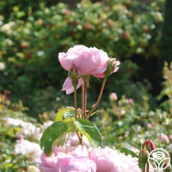 The Alnwick Rose® -RoseLuxe Shop the alnwick rose logo 03