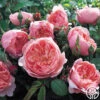 The Alnwick Rose®