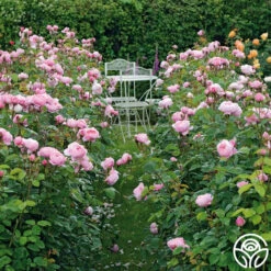 Front Page -RoseLuxe Shop the alnwick rose logo 05 1