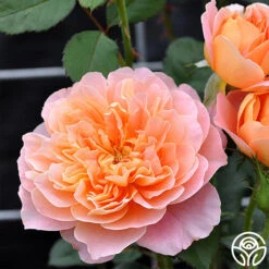 The Impressionist™ 22 The Impressionist™ -RoseLuxe Shop the impressionist 53