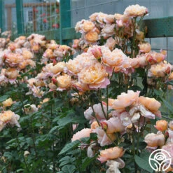 The Impressionist™ 21 The Impressionist™ -RoseLuxe Shop the impressionist 5 1