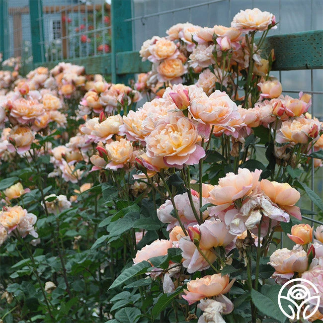 The Impressionist™ 10 The Impressionist™ - Image 10