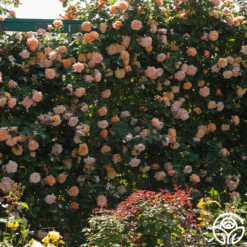 The Impressionist™ 18 The Impressionist™ -RoseLuxe Shop the impressionist 8