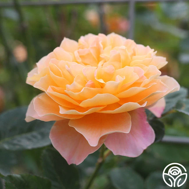 The Impressionist™ 8 The Impressionist™ - Image 8