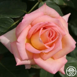 The Lady 16 The Lady -RoseLuxe Shop the lady 11