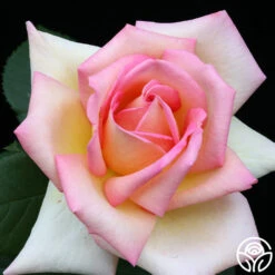 The Lady 17 The Lady -RoseLuxe Shop the lady 1 7