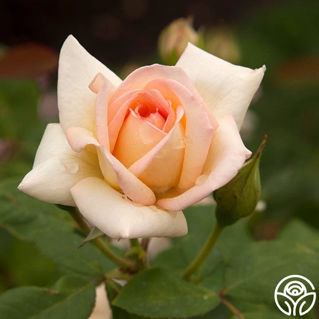 The Lady 5 The Lady - Image 5