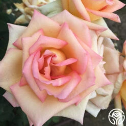 The Lady 14 The Lady -RoseLuxe Shop the lady 3 8