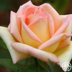 The Lady 15 The Lady -RoseLuxe Shop the lady 5