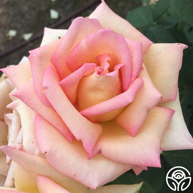 The Lady 3 The Lady - Image 3