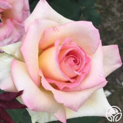 Front Page -RoseLuxe Shop the lady 7