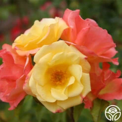 The Magician™ -RoseLuxe Shop the magcician 3