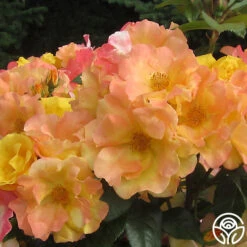 The Magician™ -RoseLuxe Shop the magician 4