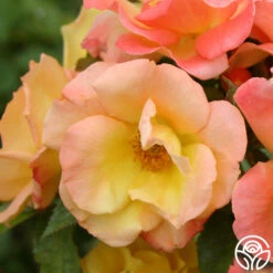 The Magician™ -RoseLuxe Shop the magician 5