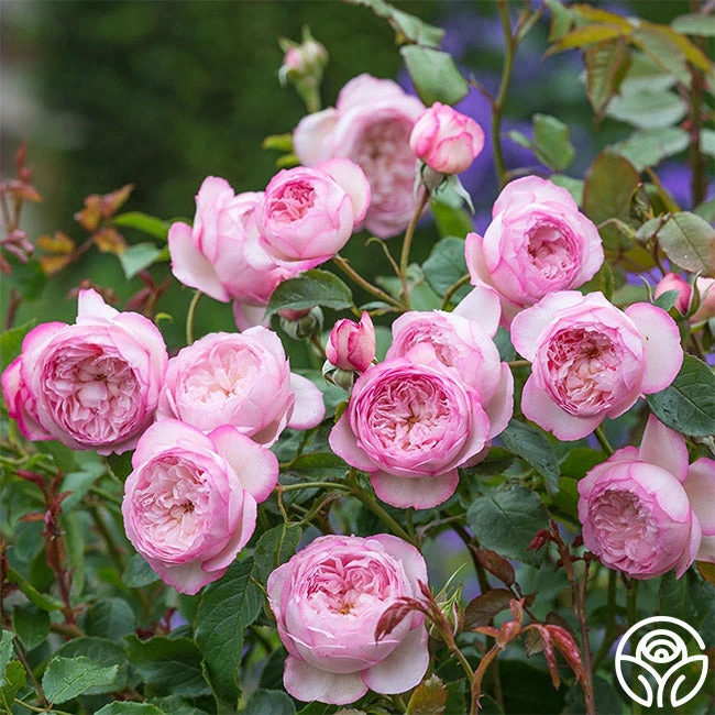 The Mill On The Floss 2 The Mill On The Floss - Image 2