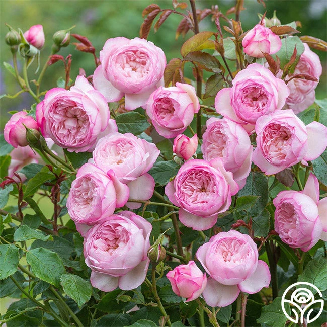 The Mill On The Floss 1 The Mill On The Floss