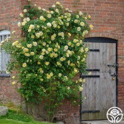 The Pilgrim® -RoseLuxe Shop the pilgrim 6jpg