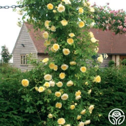 The Pilgrim® -RoseLuxe Shop the pilgrim 8