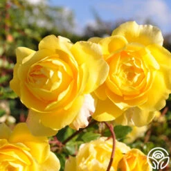 The Poet's Wife 23 The Poet's Wife -RoseLuxe Shop the poets wife logo 02