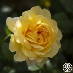 The Poet's Wife 22 The Poet's Wife -RoseLuxe Shop the poets wife logo 04