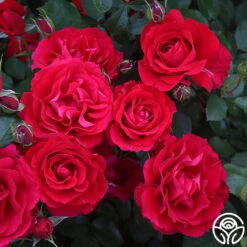 The Prince's Trust™ -RoseLuxe Shop the princes trust 2