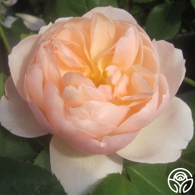 The Shepherdess™ 2 The Shepherdess™ - Image 2