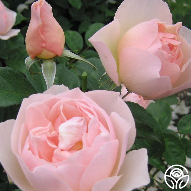 The Shepherdess™ 3 The Shepherdess™ - Image 3