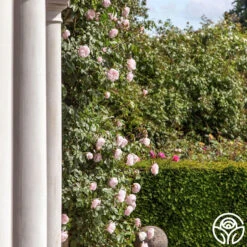 The Generous Gardener™ -RoseLuxe Shop thegenerousgardener logo 03