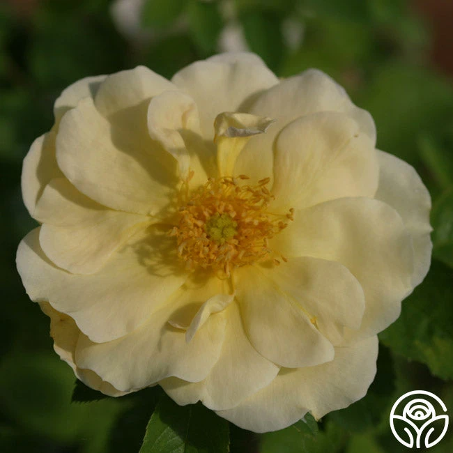 Topaz Jewel 2 Topaz Jewel - Image 2