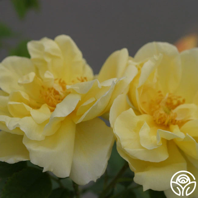 Topaz Jewel 3 Topaz Jewel - Image 3