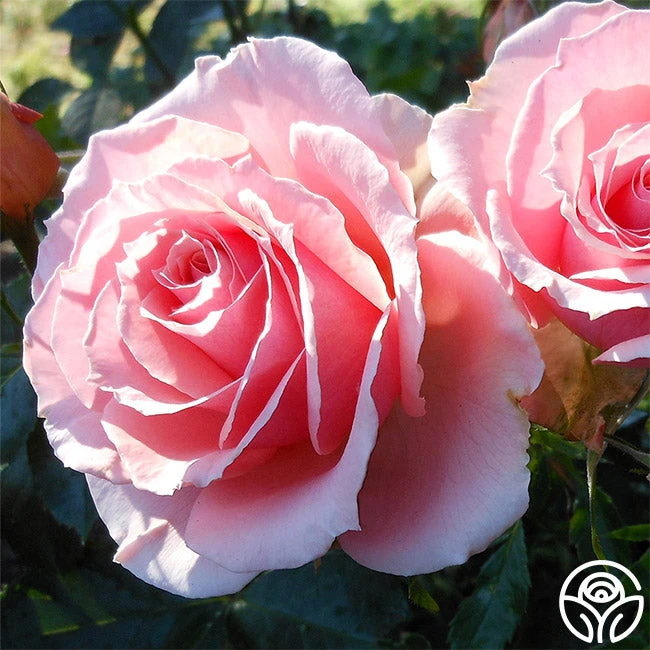 Tournament Of Roses 2 Tournament Of Roses - Image 2