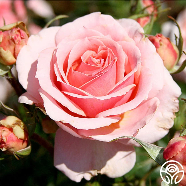 Tournament Of Roses 1 Tournament Of Roses