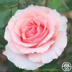 Tournament Of Roses 7 Tournament Of Roses -RoseLuxe Shop tournament of roses 3 8