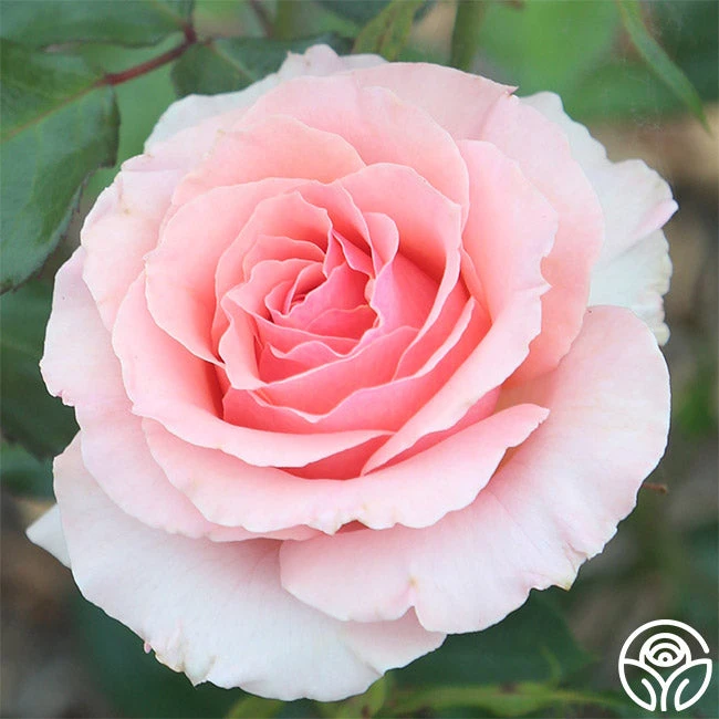 Tournament Of Roses 3 Tournament Of Roses - Image 3