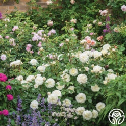 Tranquillity® -RoseLuxe Shop tranquillity 2 2