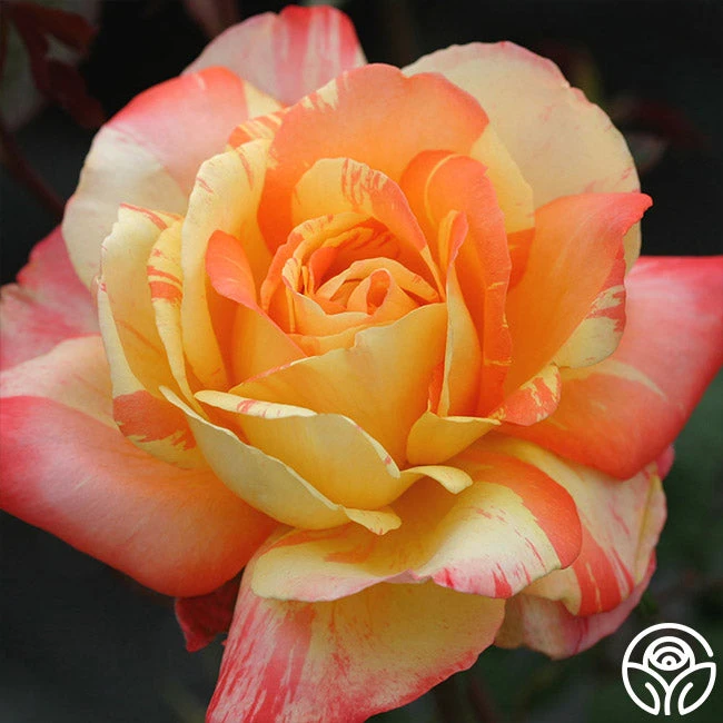 Tropical Sunset 2 Tropical Sunset - Image 2