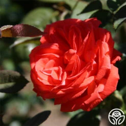 Tropicana -RoseLuxe Shop tropicana 3 2