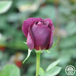 Twilight Zone -RoseLuxe Shop twilight zone 18