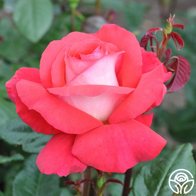 Typhoo Tea 2 Typhoo Tea - Image 2