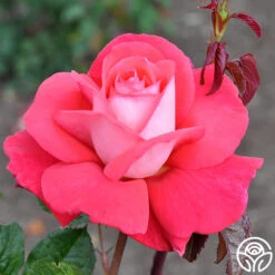 Typhoo Tea 9 Typhoo Tea -RoseLuxe Shop typhoo tea 3 1