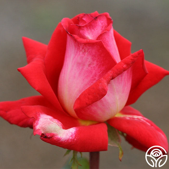 Typhoo Tea 3 Typhoo Tea - Image 3