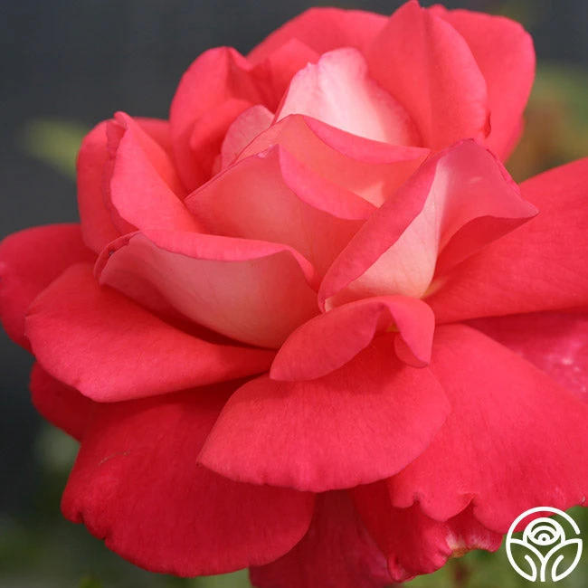 Typhoo Tea 5 Typhoo Tea - Image 5