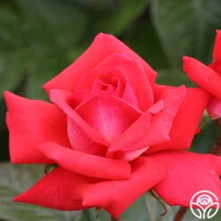 Typhoo Tea 11 Typhoo Tea -RoseLuxe Shop typhoo tea 7