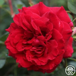 Velvet Fragrance -RoseLuxe Shop velvet fragrance 1 1