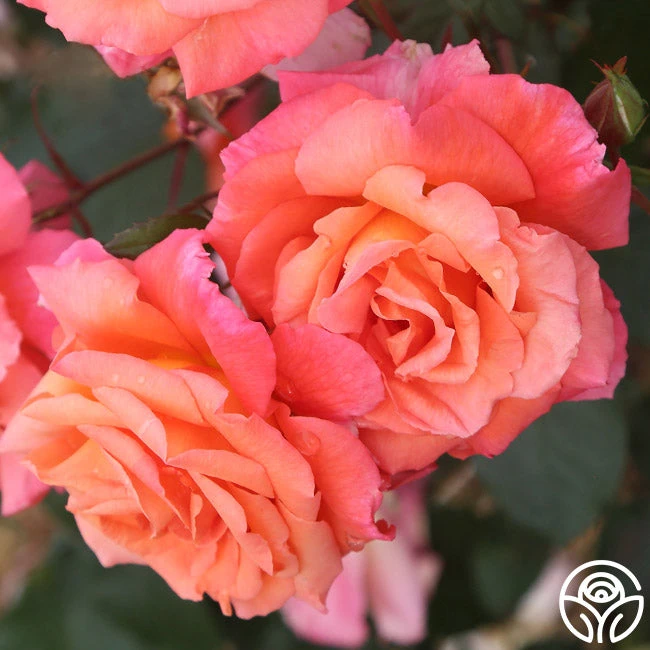 Voodoo™ 4 Voodoo™ - Image 4